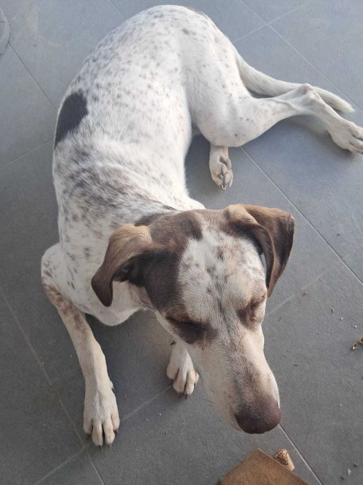 Cão para adopção Gratis
