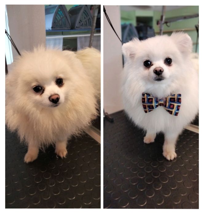 Вычесывание шпицов)) экспресс -линька