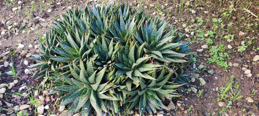 Lindo cacto de jardim