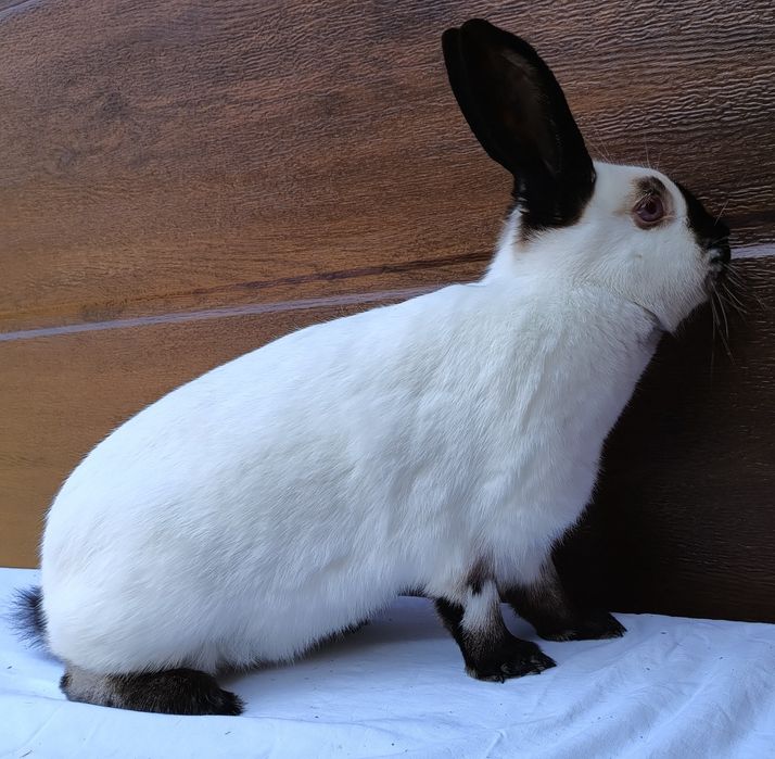 Kalifornijski Czarny Hawana Rodowód Samice