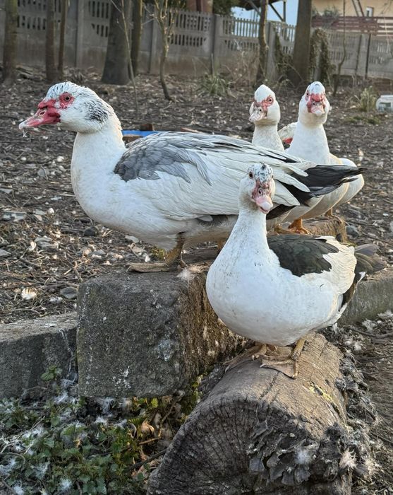 Kaczki i kaczory francuskie
