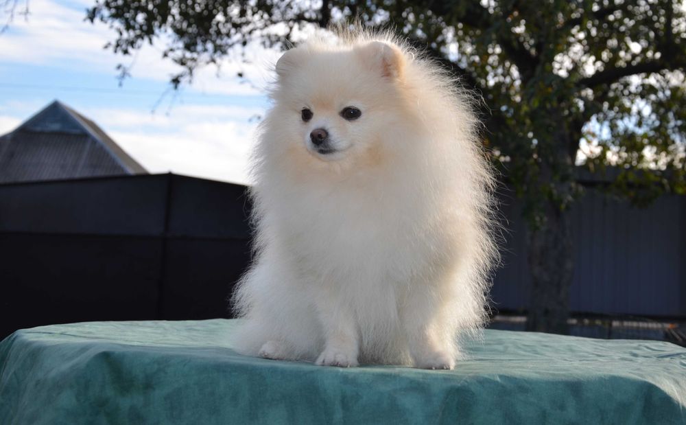 Кремовая померанка ( мини)в поиске семьи.