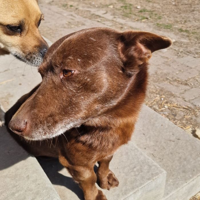 Czekoladowy Tofik do adopcji.