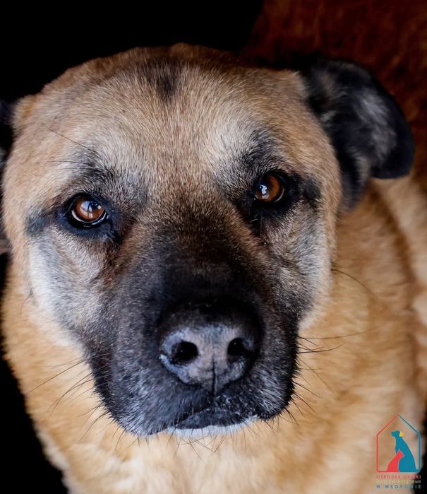 Orson 261/12 - SZUKA DOMU!