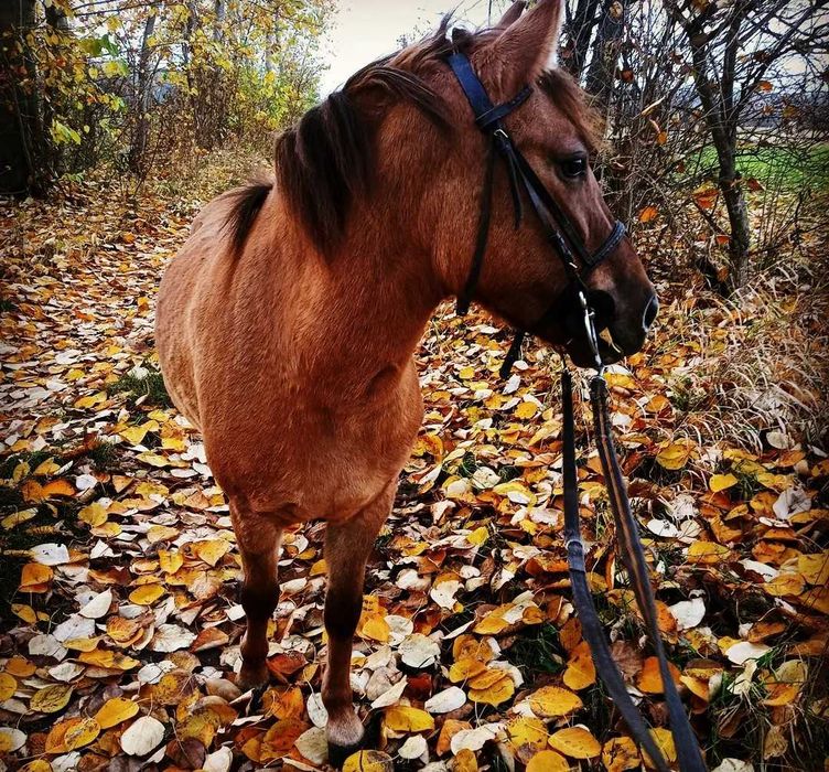 Klacz konik polski, 7 lat , pod siodło i bryczkę