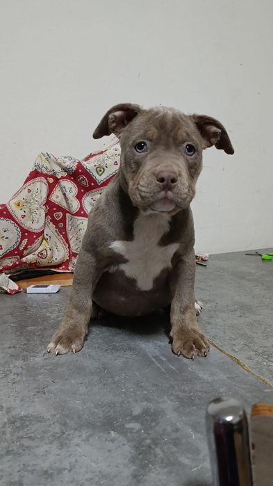 American bully pocket