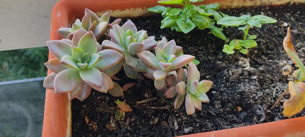 Suculenta Vera Higgins