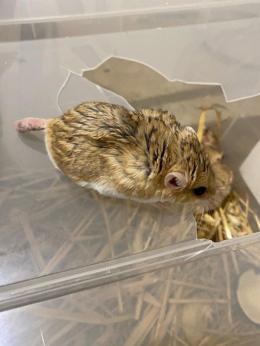 Tłustogon afrykański