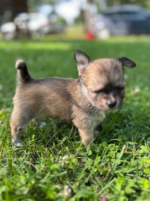 Piękna długowłosa sunia chihuahua. Juz do odbioru