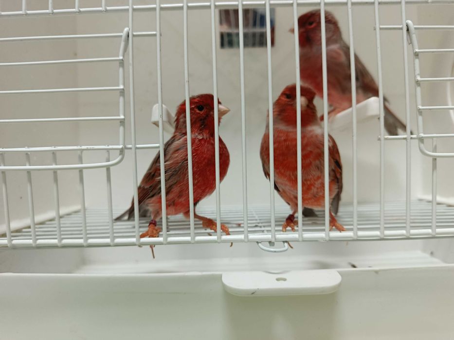 Canários ágatas vermelho nevado