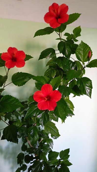 Гібіскус,розан китайський