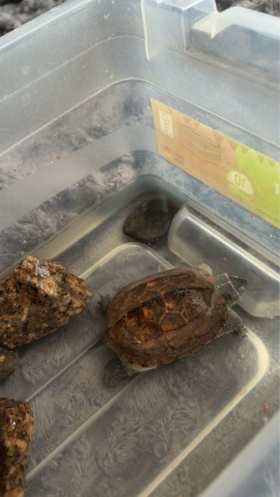 Żółw wodno-lądowy