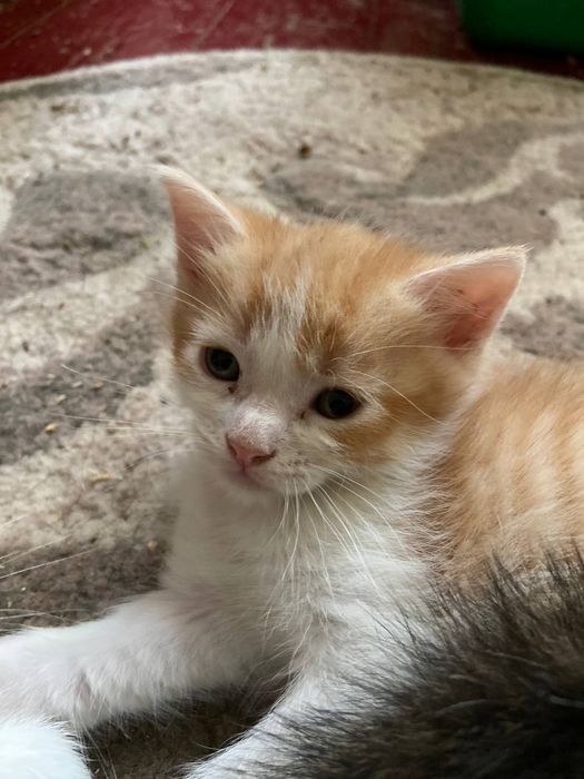 Котики всім бажаючим