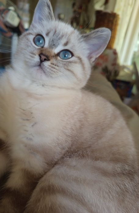 Шотландские котята,Шотландські кошенята, шотландские котята