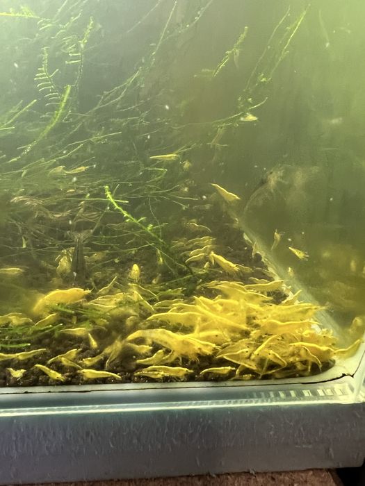 50 Neocaridinas yellow ainda pequenas