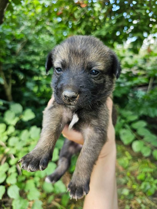 Безкоштовно песики