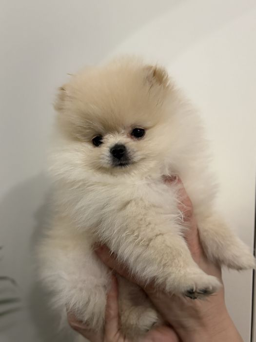 Sprzedam suczke rasy pomeranian