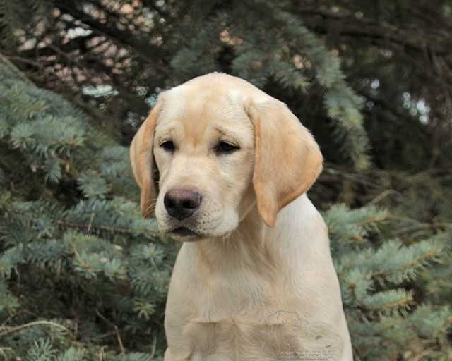 Солоденькі цуценята лабрадора ретривера.