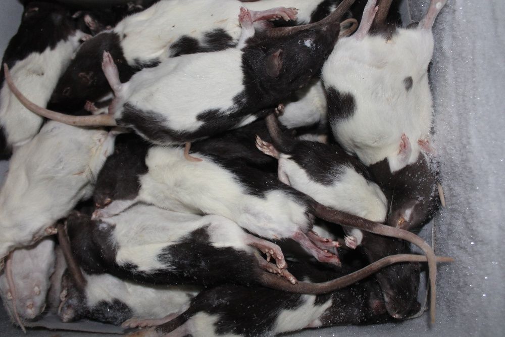 Ratazanas - Alimento Congelado