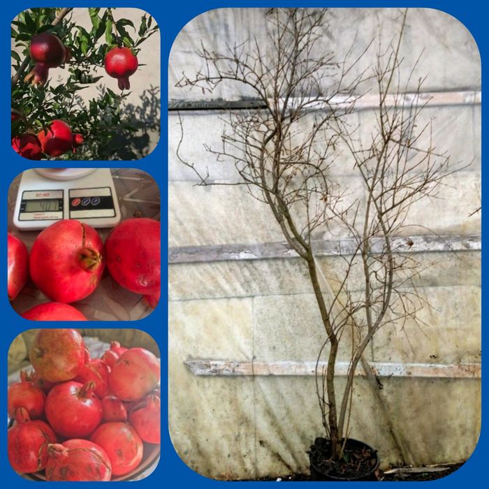 Гранатові дерева