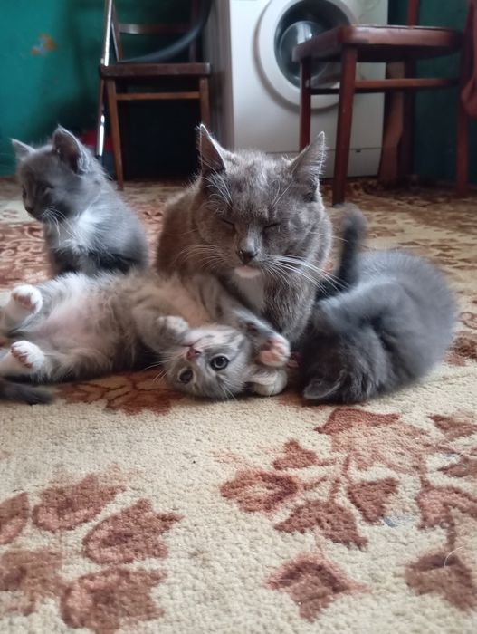 шукаємо домівку кошенятам