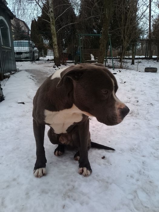 Oddam psa rasy Amstaff blue