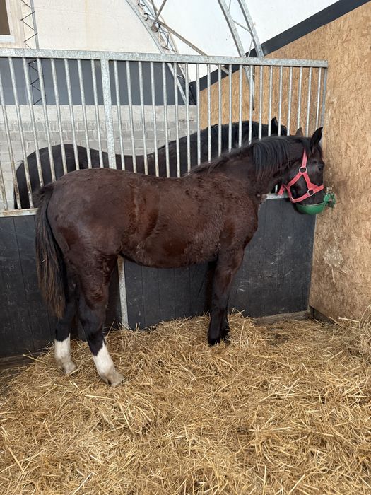 Sprzedam klaczkę śląską