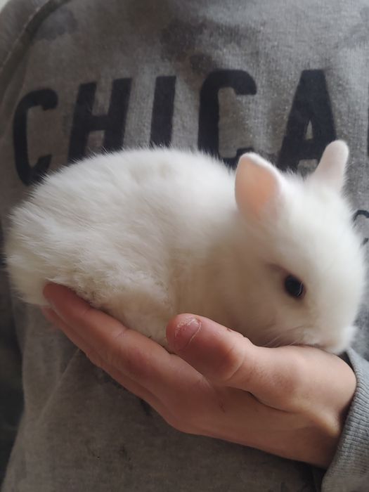 Coelho anao muito fofinhos