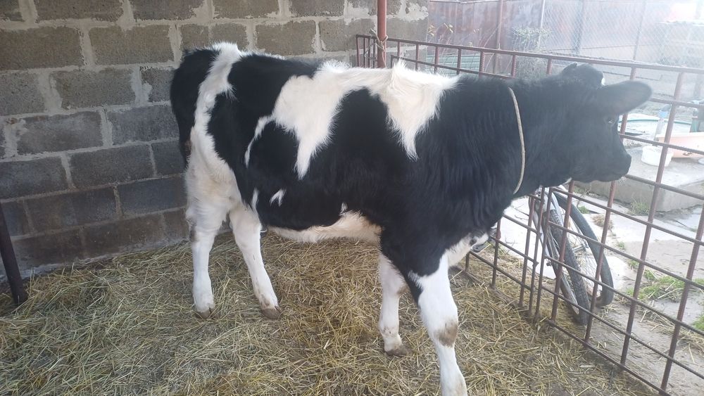 Продам Теличка срочно