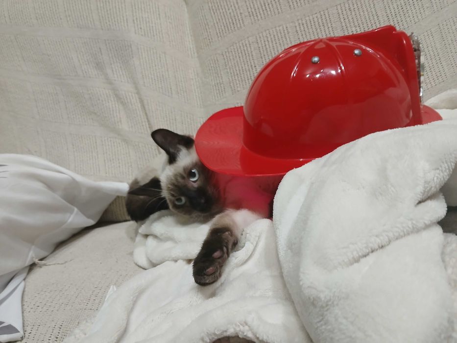 Gato para adopção