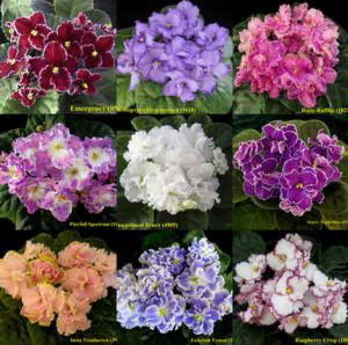 Сенполии фиалки 70 сортов