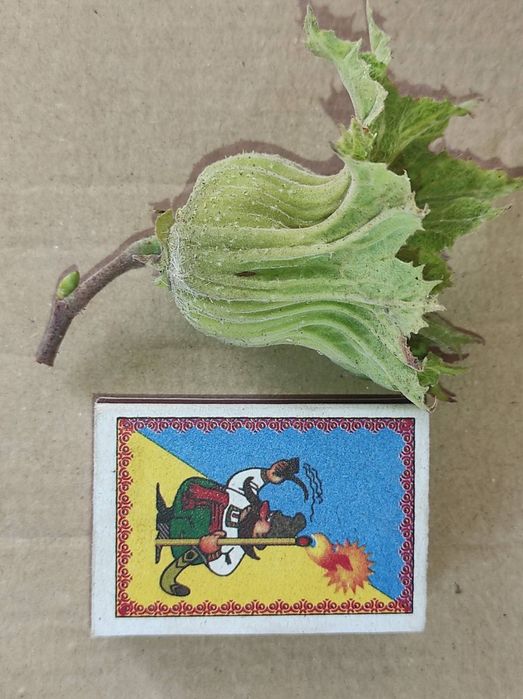 Саженцы фундука Трапезунд Шедевр Карамановский и др