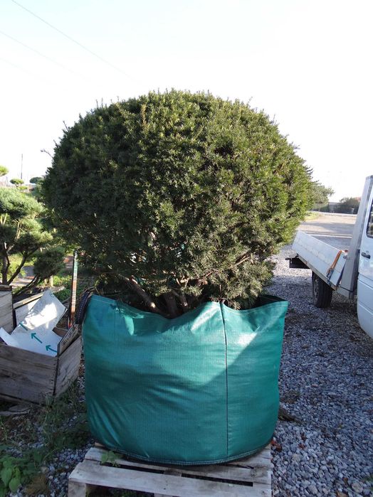 Cis pospolity kula - Taxus baccata, wys. ok. 150 cm