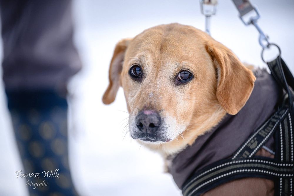 Niby jamnik trochę labrador - a w rzeczywistości Klopsik nasz uroczy kawaler