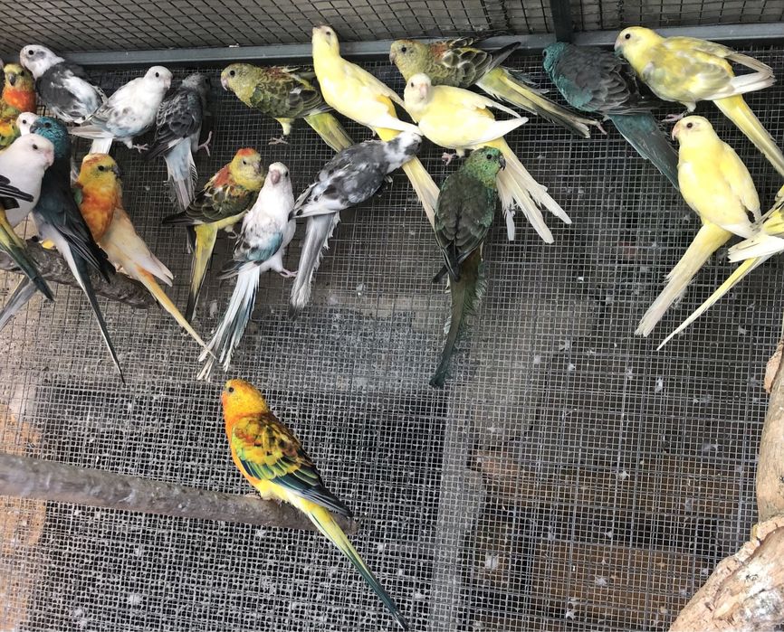 Red Rumped prontos a criar