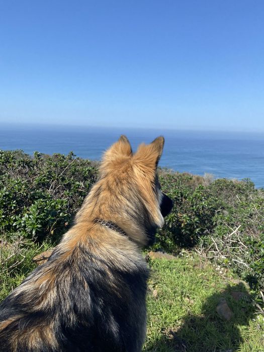 Petsitting 16€ - 24h
