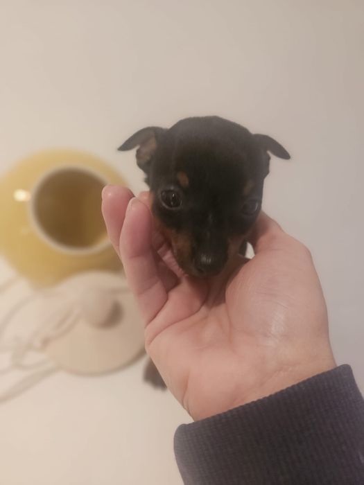 Pinscher miniatura