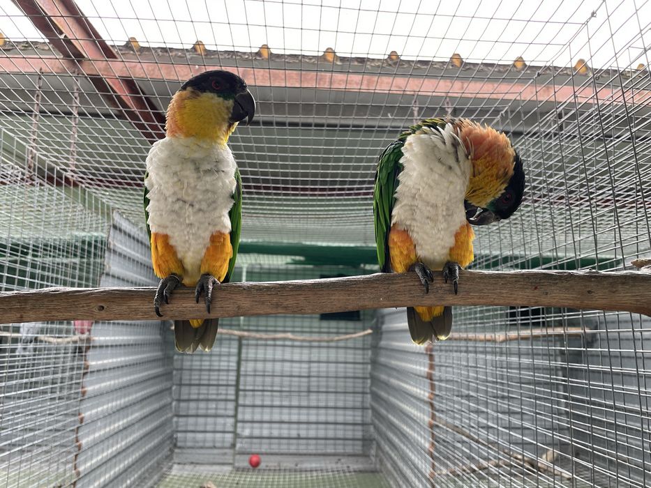 Pionites Melanocephalus