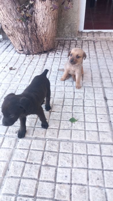 Só já restam estas 2 lindas cachorrinhas