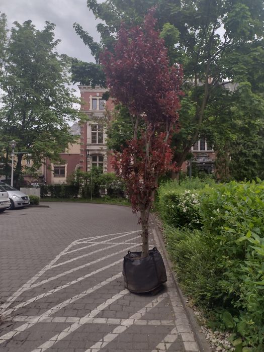 Nasadzenia drzew krzew " zastepcze " w ogrodzie Ogrodnik wycinka fvat