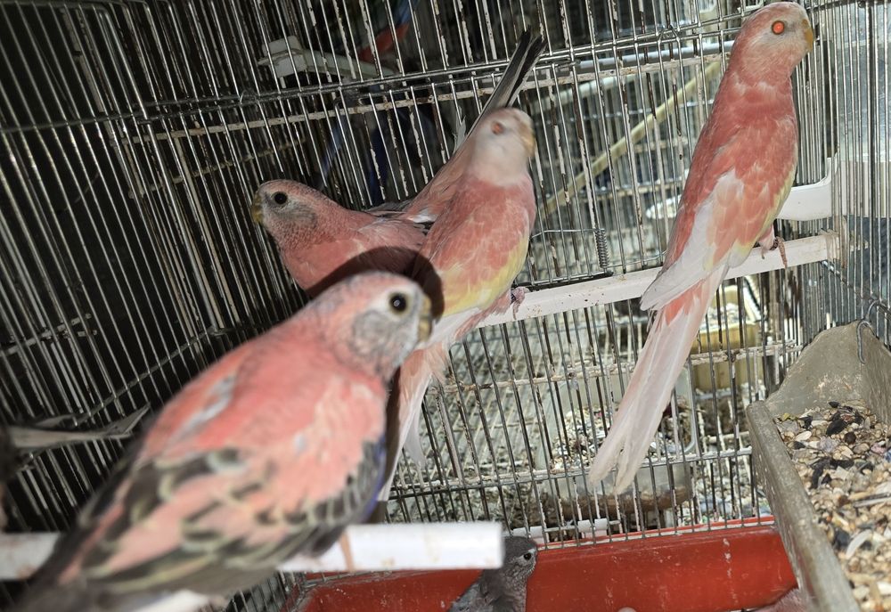 Brukes cor rosa mutações