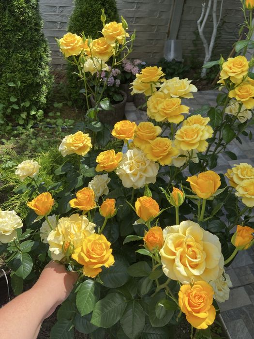 Розы розы английские; плетистые кустовые бордюрные