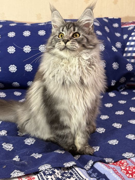 Котенок мейн кун девочка.Праздничная скидка!!!