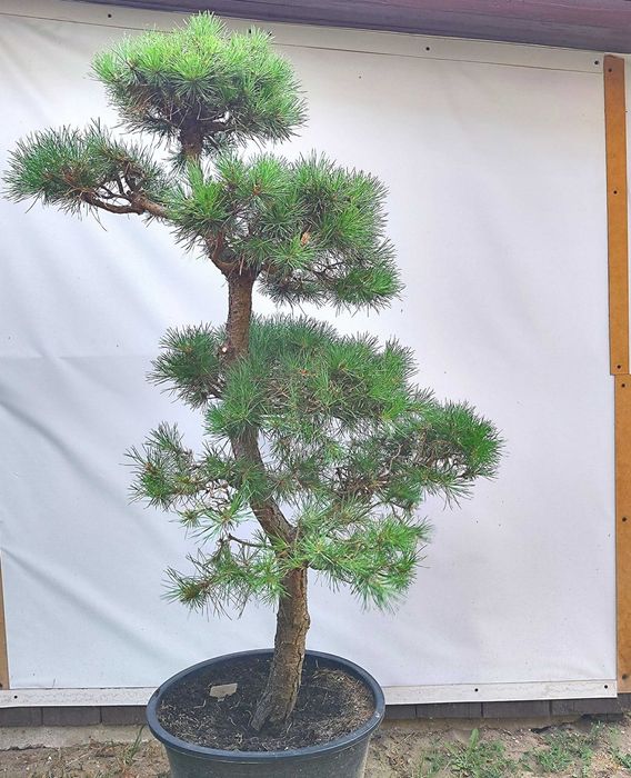Bonsai Niwaki sosna pospoita