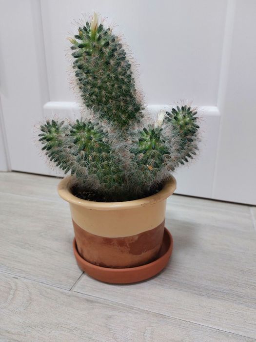 Мамілярія, кактус, сукуленти, вазон