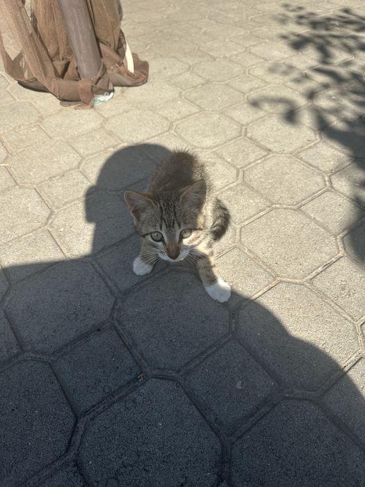 Отдам котят в хорошие руки