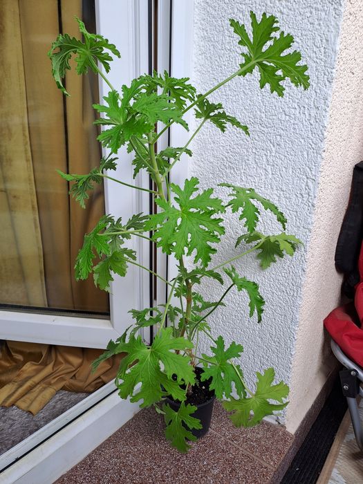 Anginka geranium cytrynka