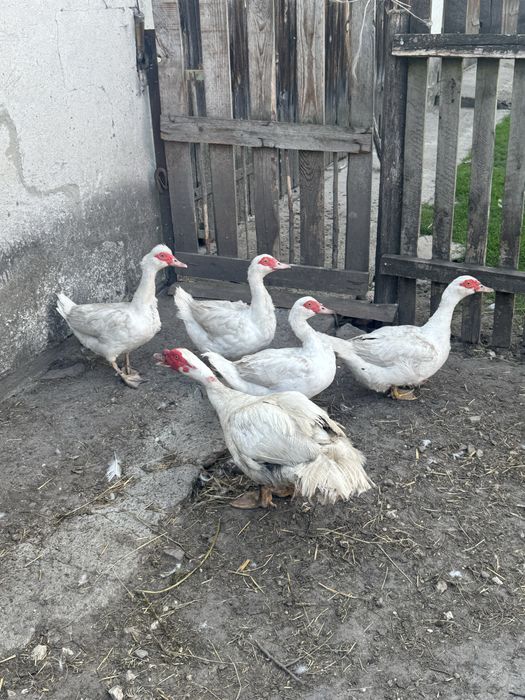Para białych francuzów.