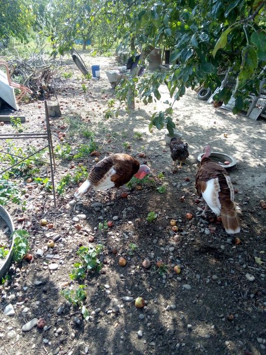 Продаються індики Бурбон
