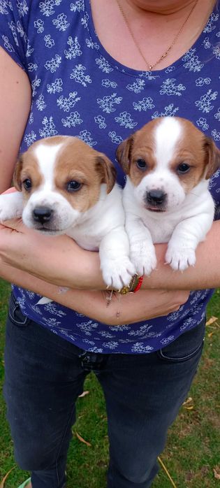 Jack Russell terrier -suczka